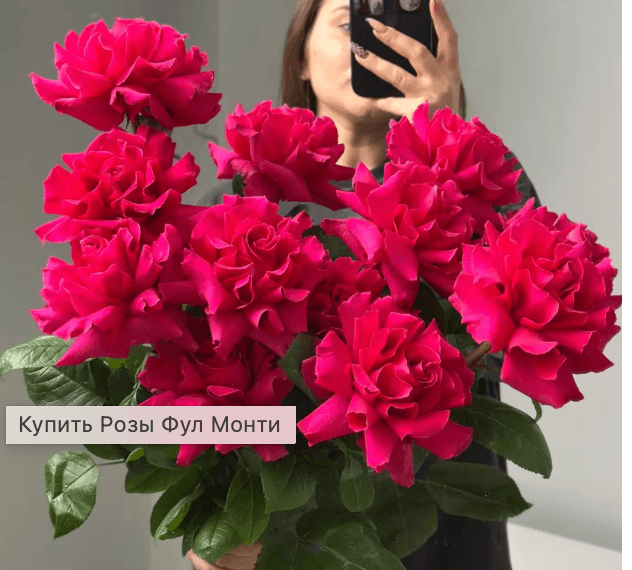 Розы Фул Монти(25шт)