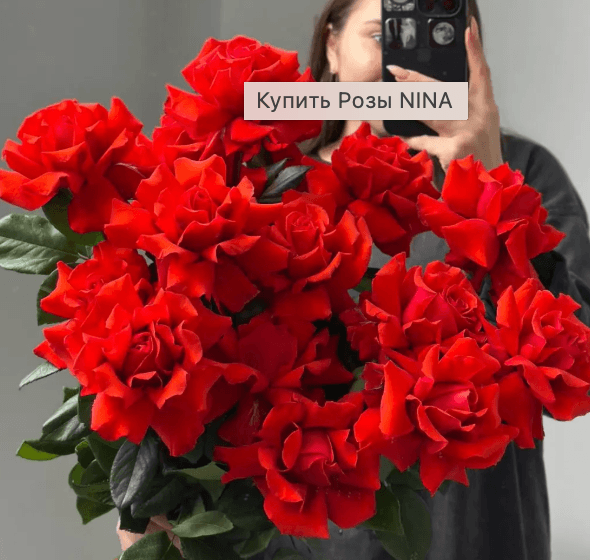 Розы NINA(25шт)