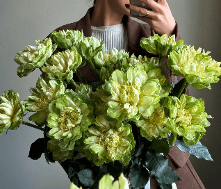 Розы Veggie(25шт)